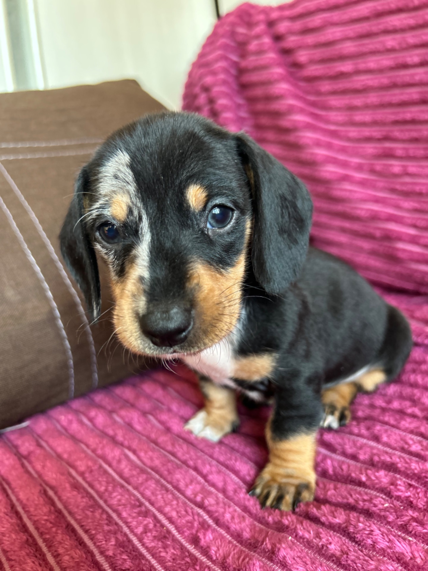 Цуцента такси мрамор