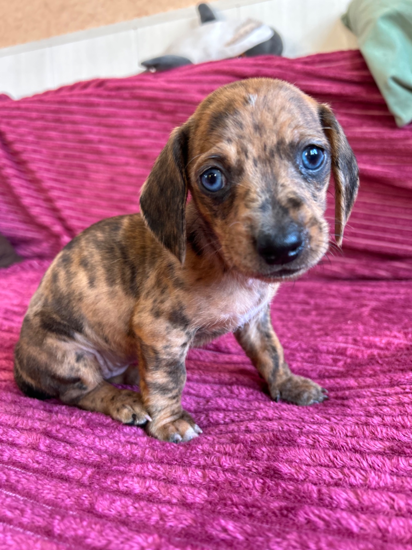 Цуцента такси мрамор