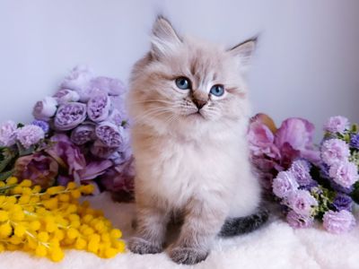 Блакитноокий клубний невський маскарадний хлопчик Benedict