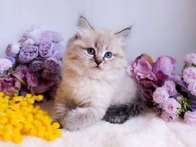 Блакитноокий клубний невський маскарадний хлопчик Benedict