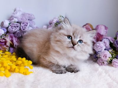 Блакитноокий клубний невський маскарадний хлопчик Benedict