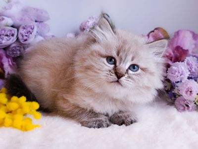 Блакитноокий клубний невський маскарадний хлопчик Benedict