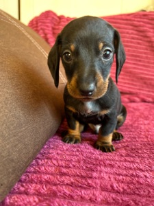 Цуцента такси мрамор