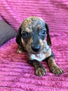 Цуцента такси мрамор