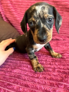 Цуцента такси мрамор