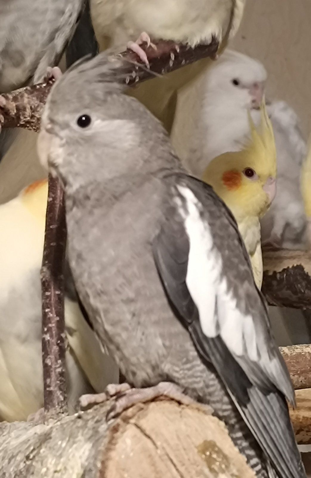 Домашние Кореллы