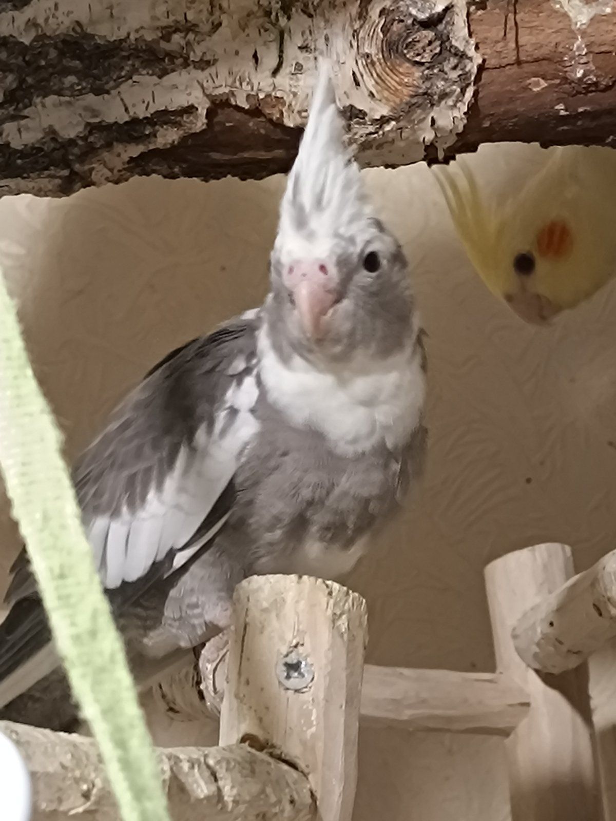 Домашние Кореллы