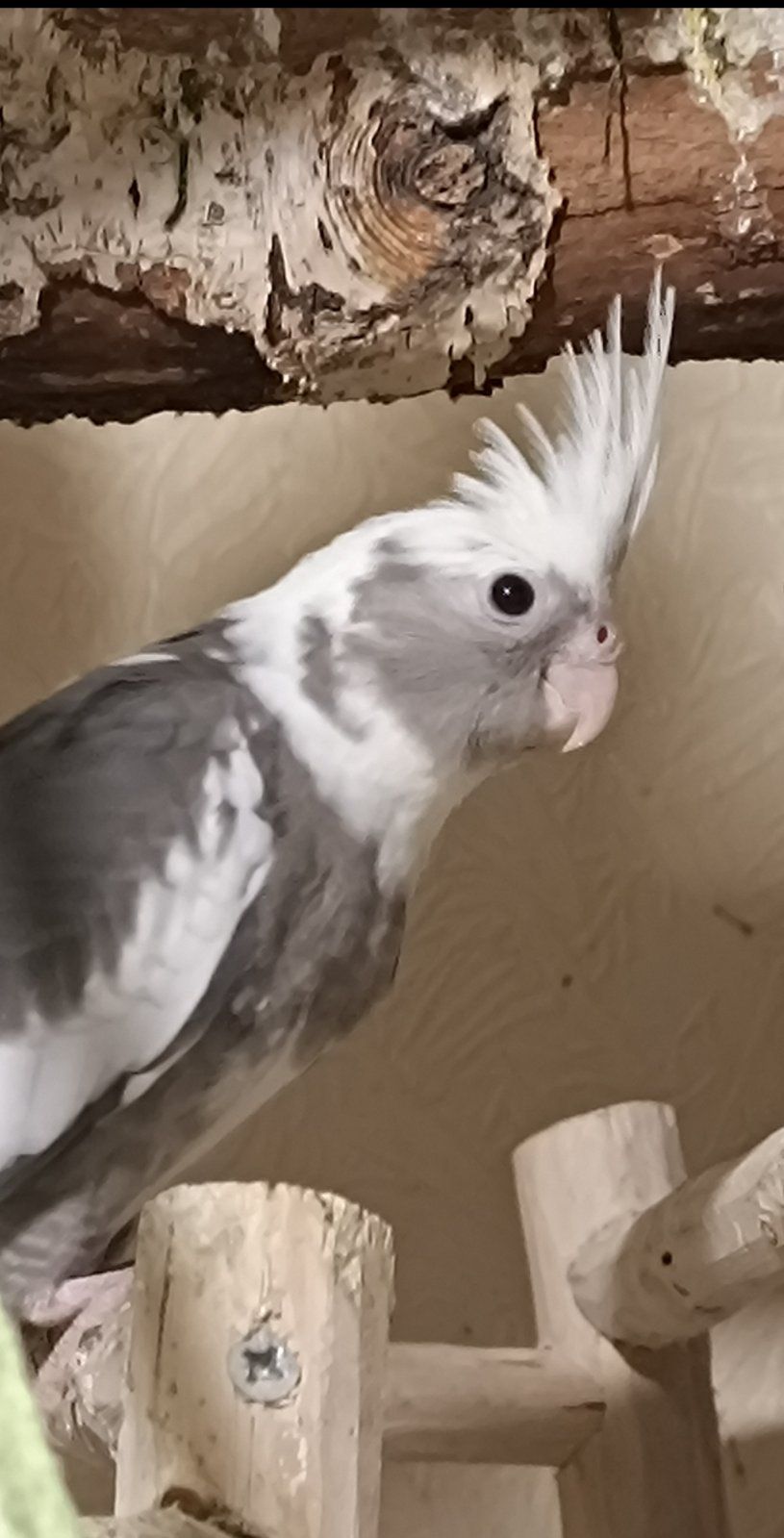 Домашние Кореллы