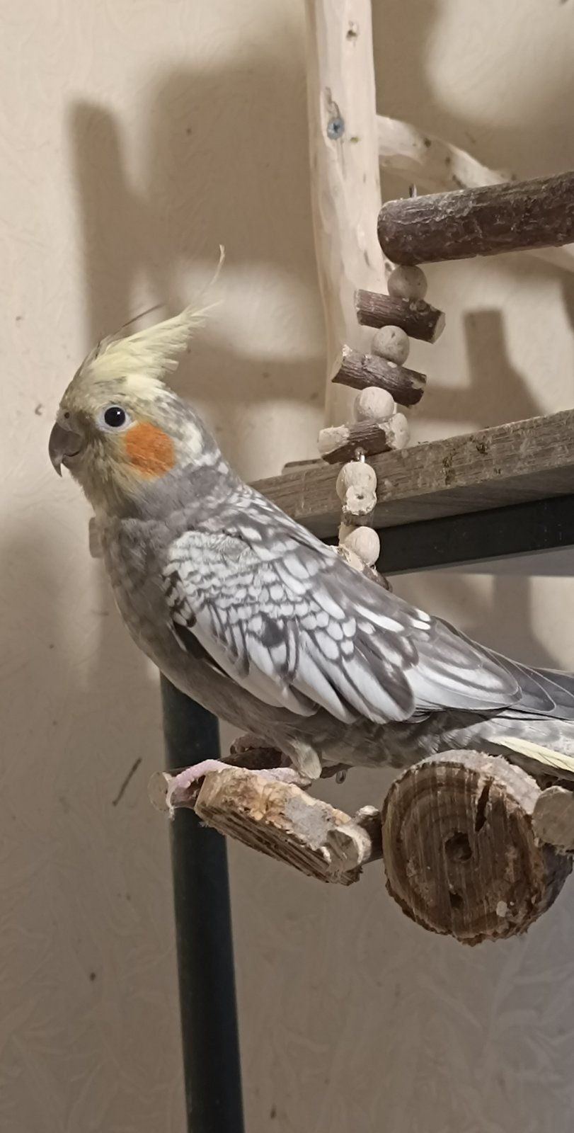 Домашние Кореллы