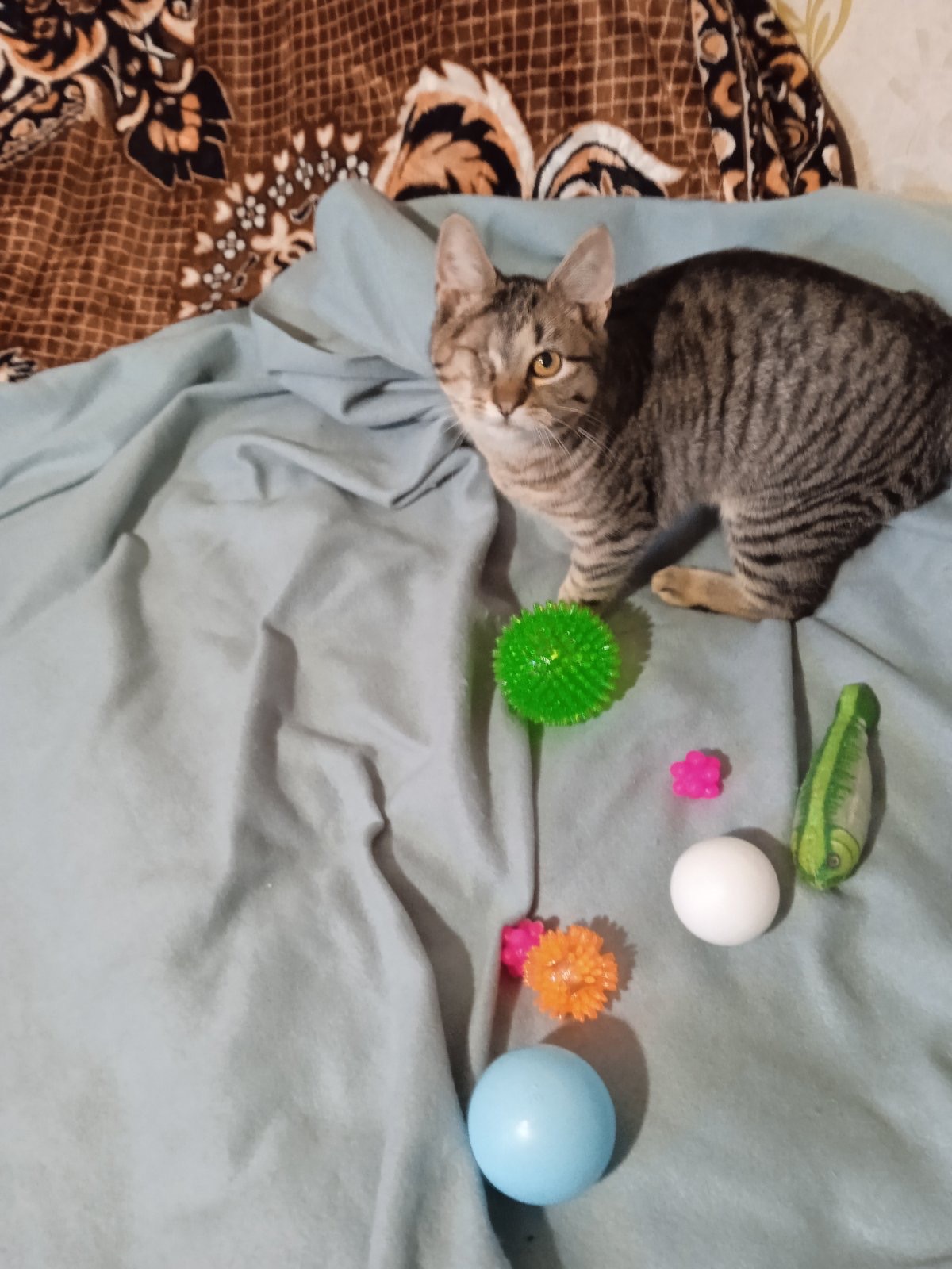 Полосате кошеня Джон хлопчик