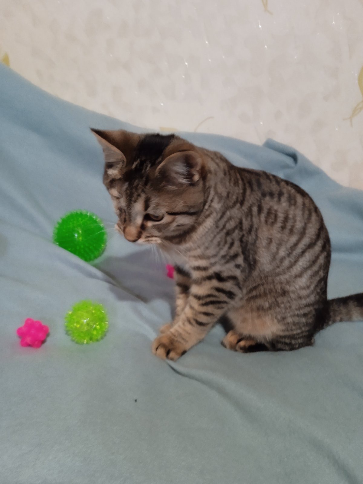 Полосате кошеня Джон хлопчик