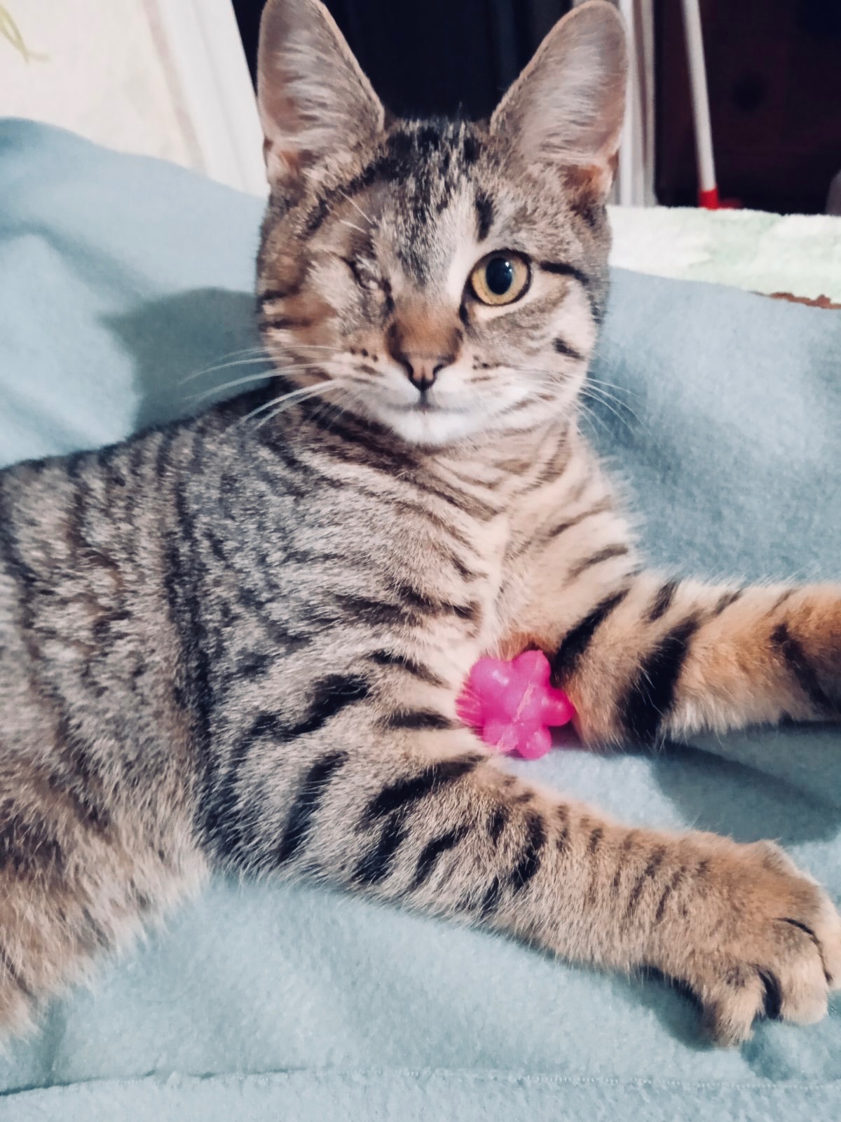 Полосате кошеня Джон хлопчик