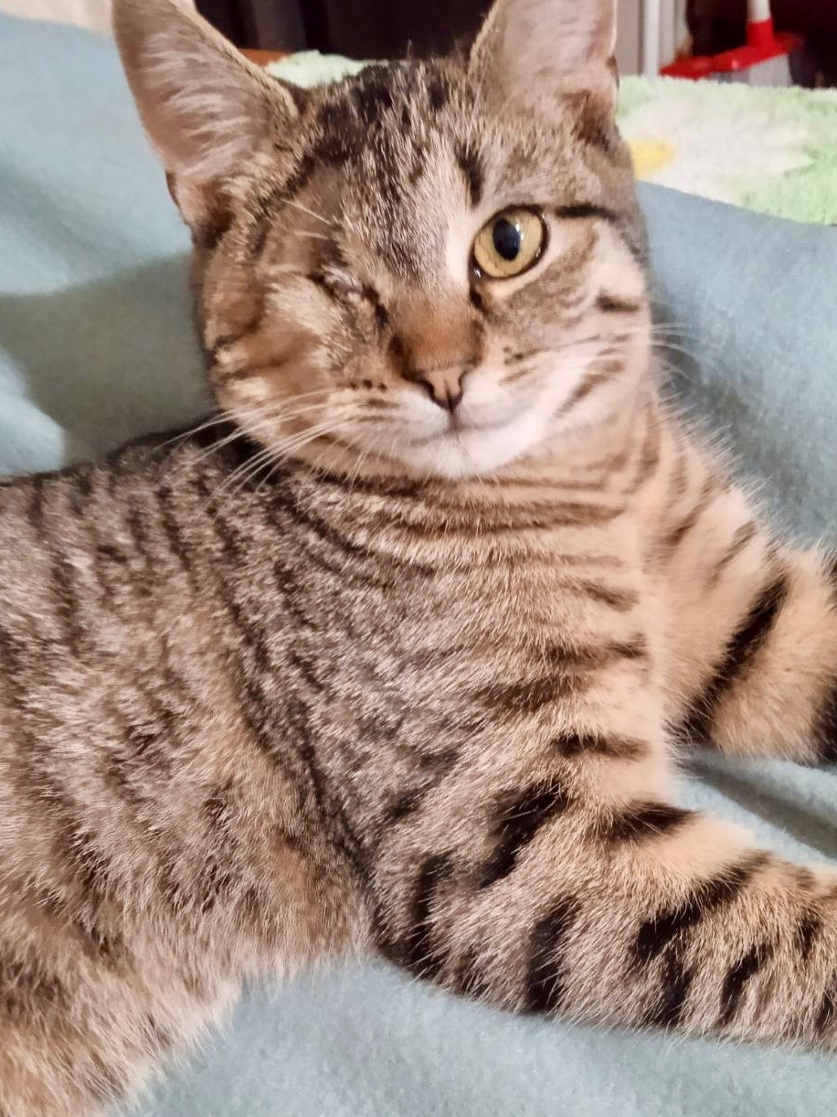 Полосате кошеня Джон хлопчик