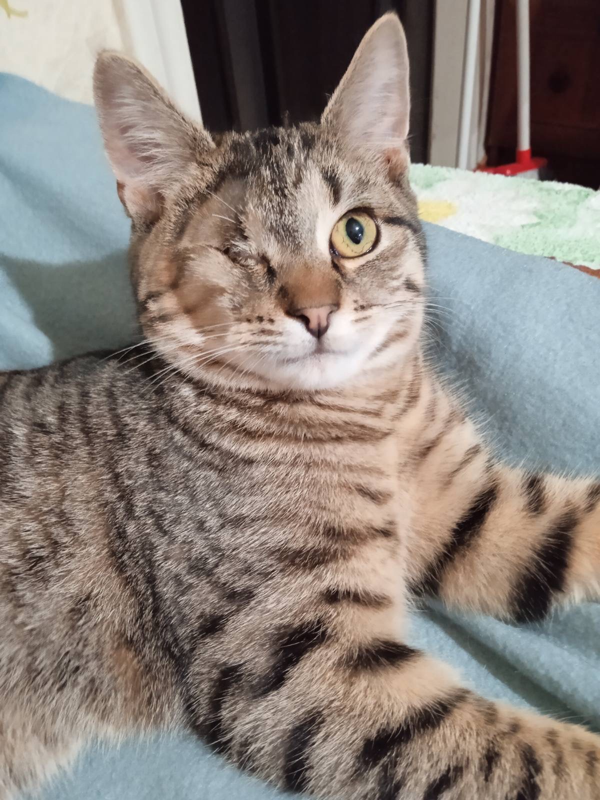 Полосате кошеня Джон хлопчик