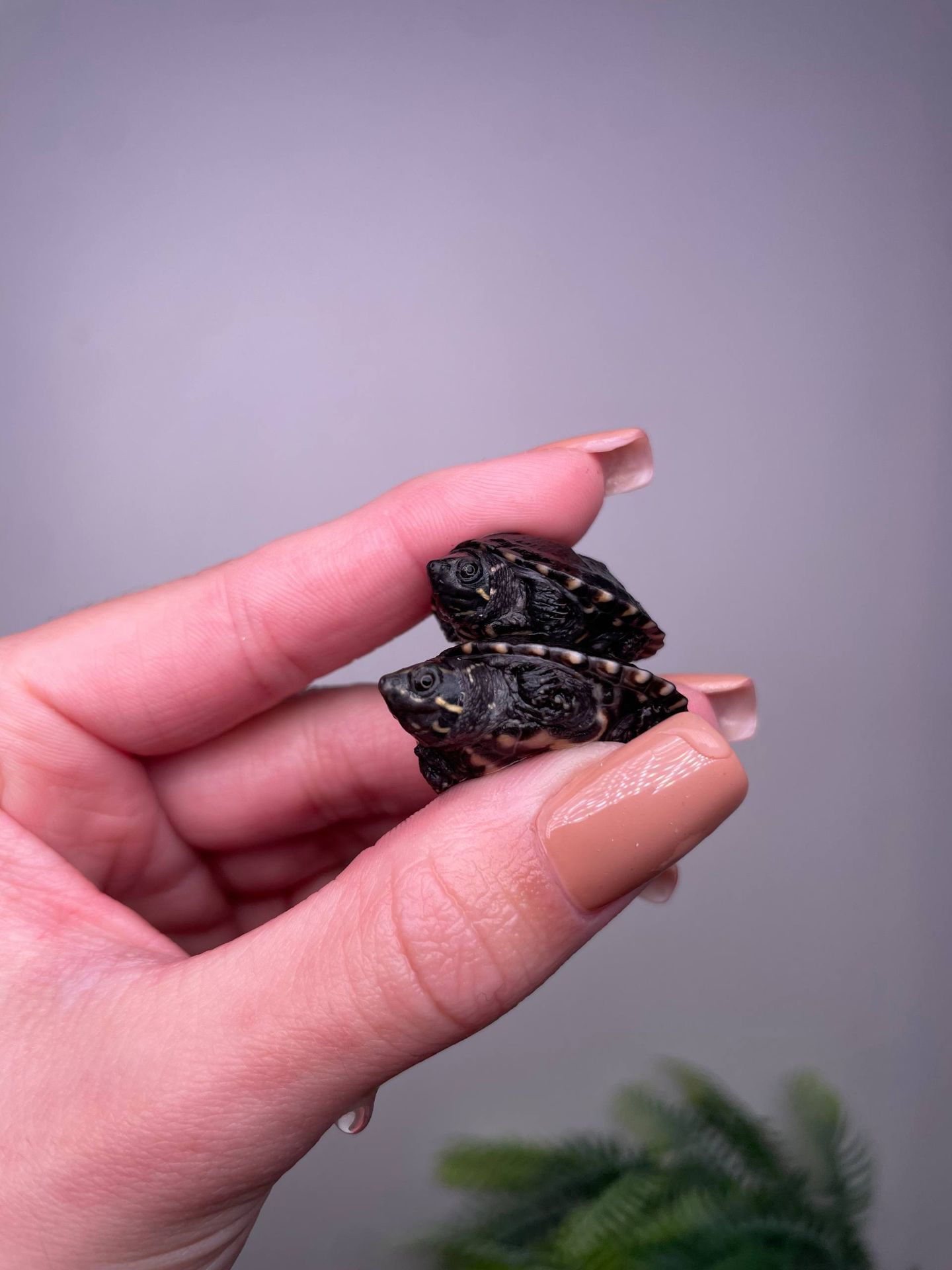 Мускусна черепаха, карликова черепаха, водяна черепаха, маленька черепаха