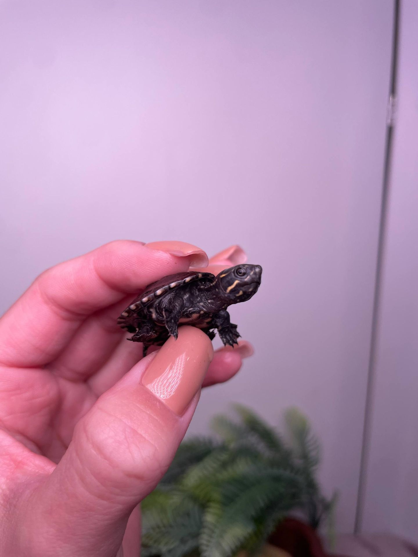 Мускусна черепаха, карликова черепаха, водяна черепаха, маленька черепаха