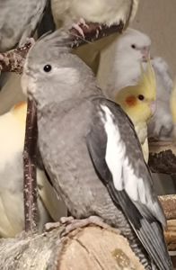 Домашние Кореллы