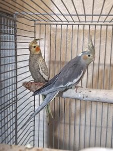 Домашние Кореллы