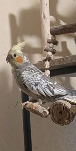 Домашние Кореллы