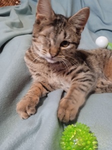 Полосате кошеня Джон хлопчик