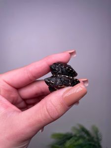 Мускусна черепаха, карликова черепаха, водяна черепаха, маленька черепаха