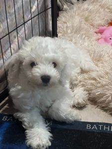 Цуценята Бішон фрізе