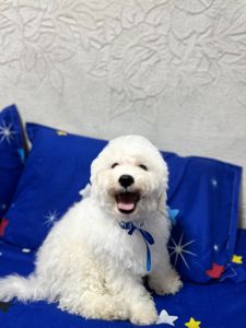 Цуценята Бішон фрізе