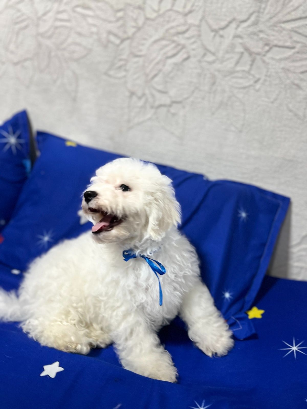 Цуценята Бішон фрізе