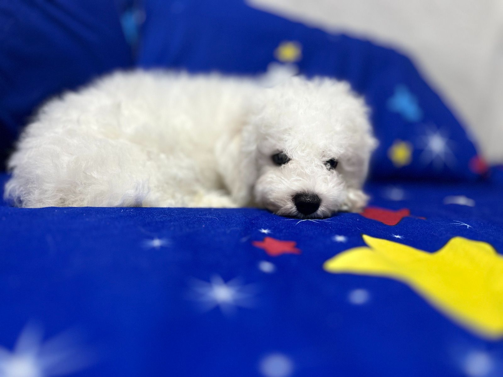 Цуценята Бішон фрізе