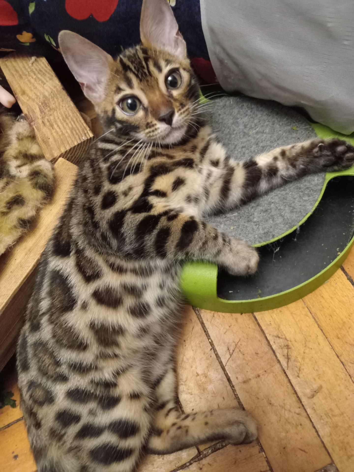 Котята родились 14.08.2025 г