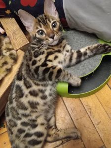 Котята родились 14.08.2025 г