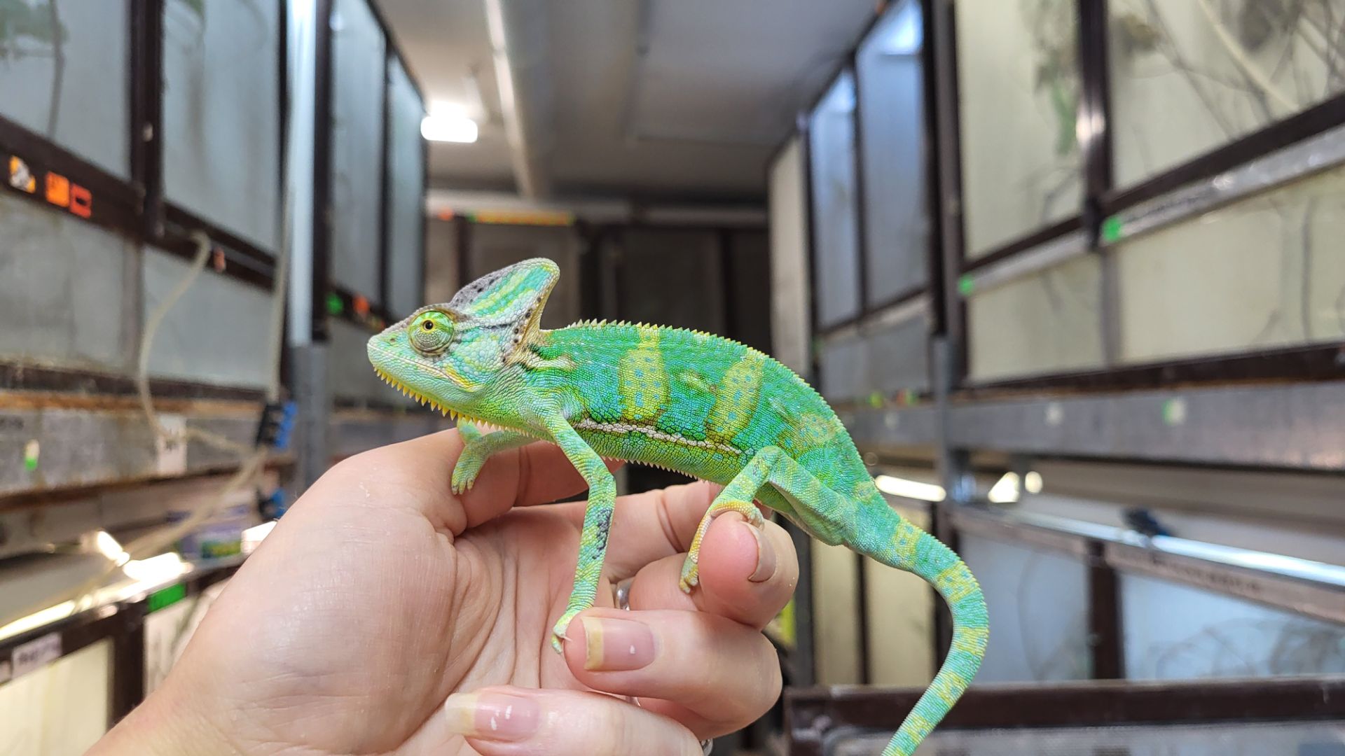 Йеменские хамелеоны