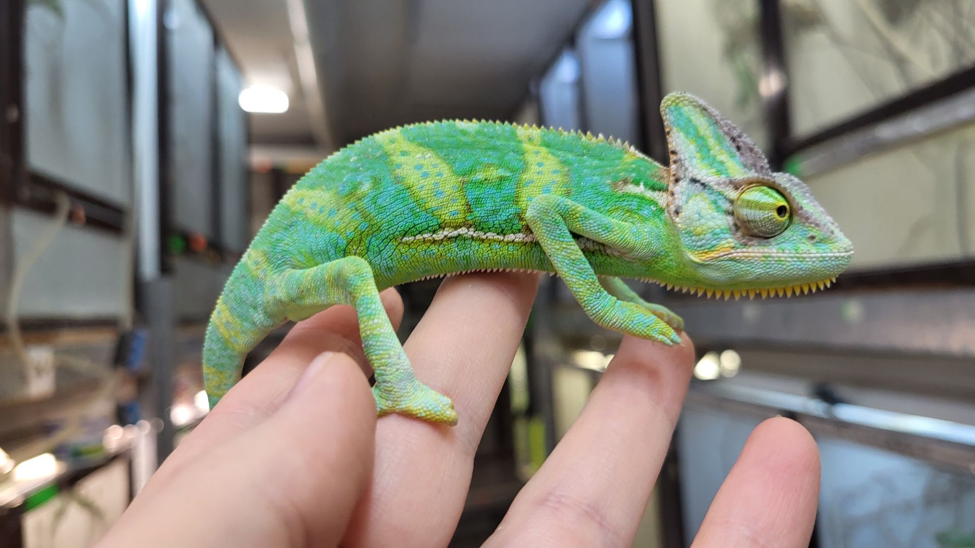 Йеменские хамелеоны