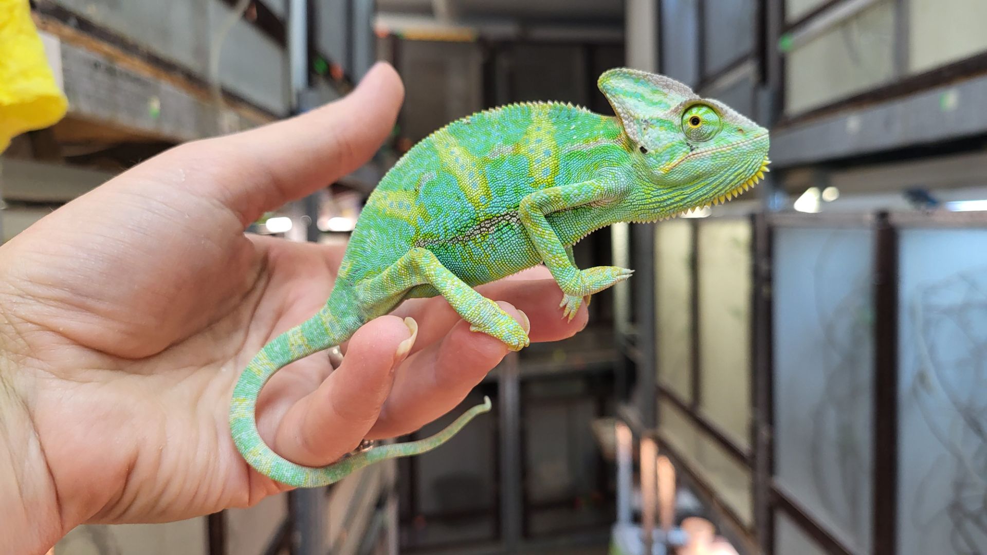 Йеменские хамелеоны