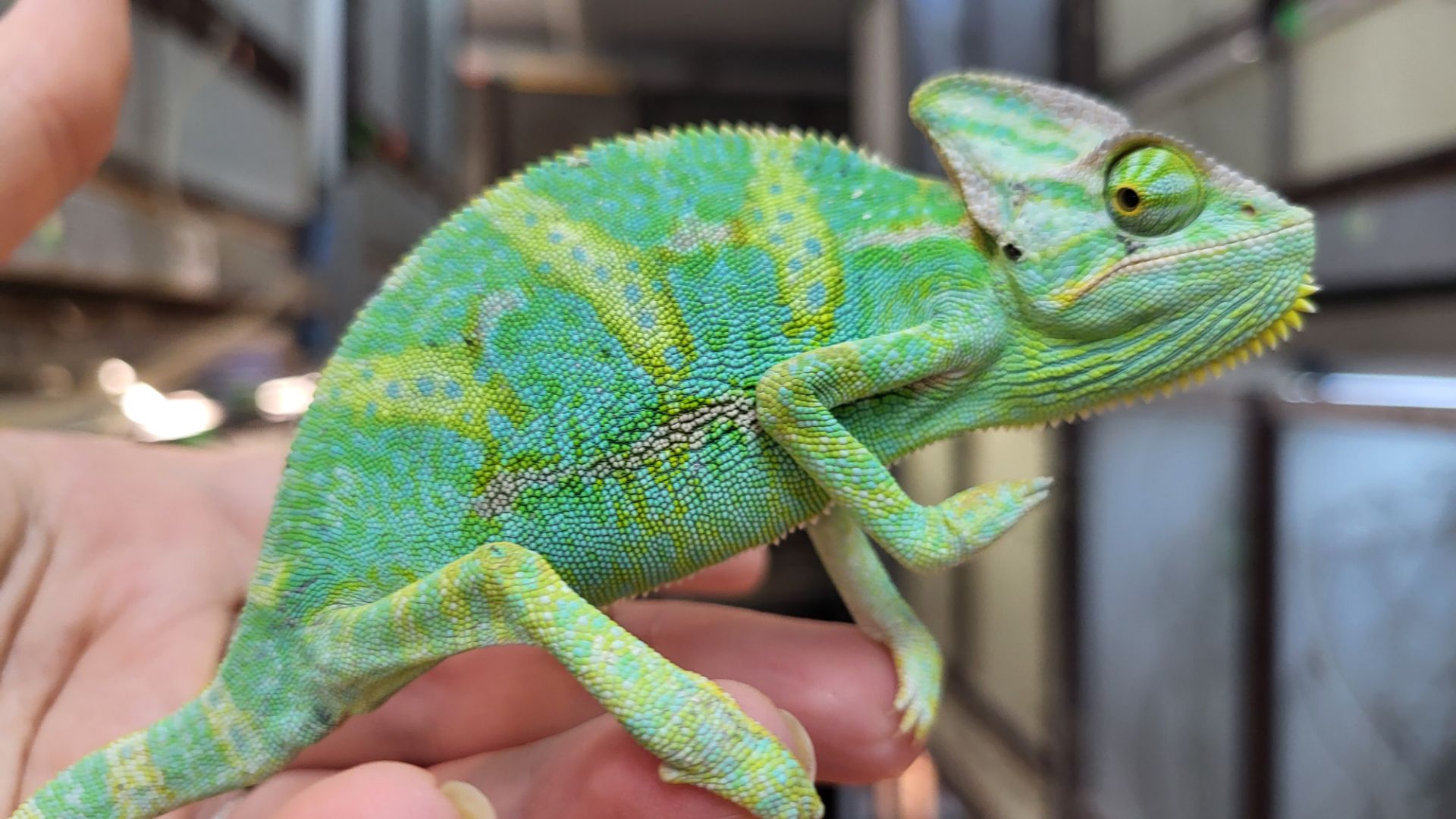 Йеменские хамелеоны