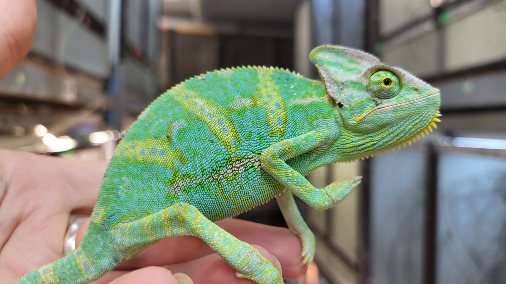 Йеменские хамелеоны