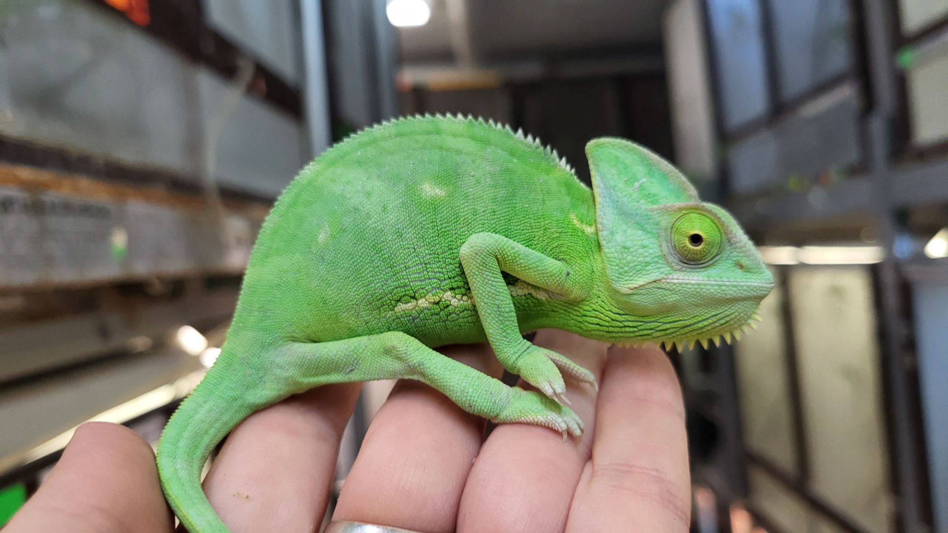 Йеменские хамелеоны