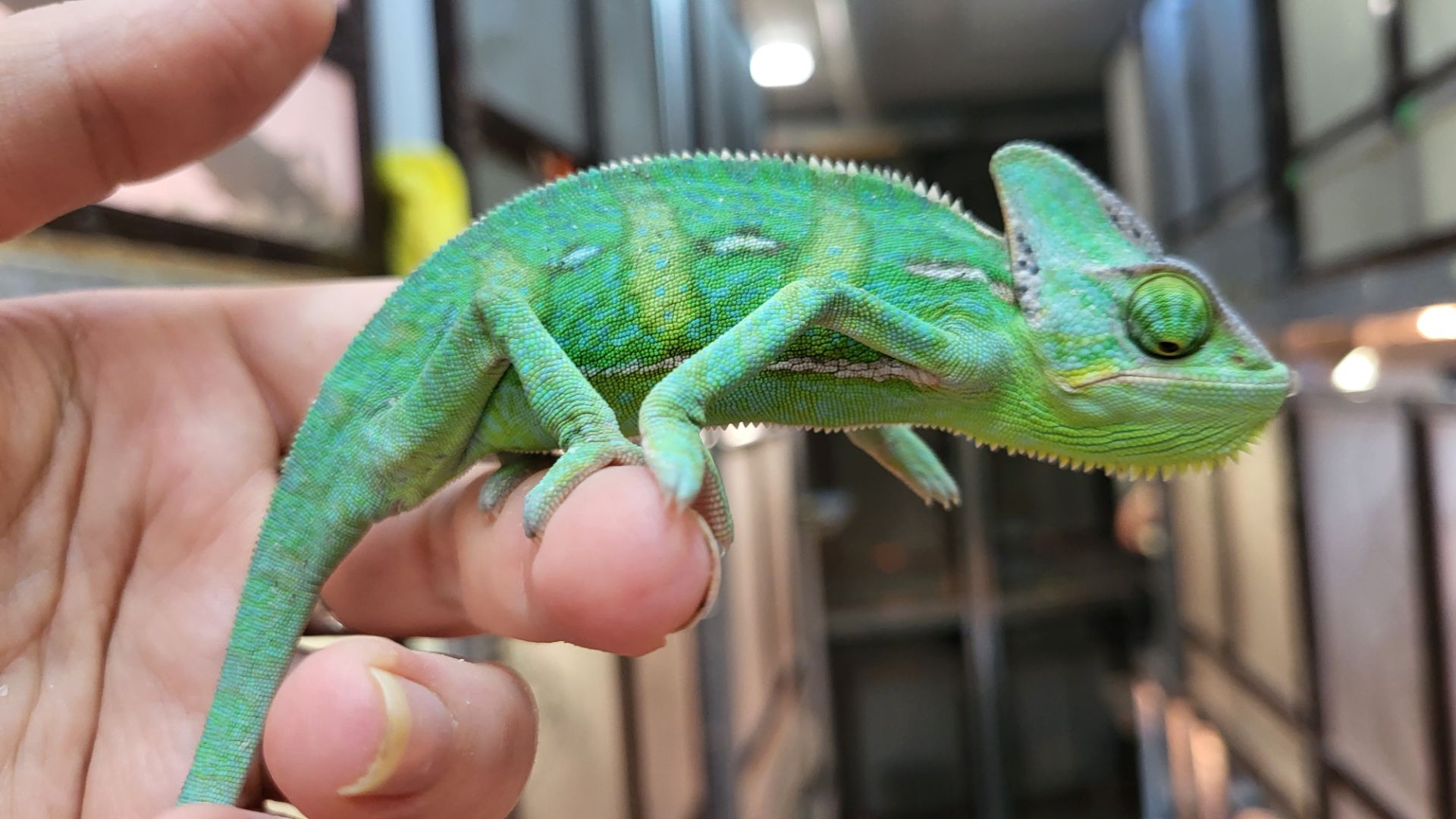 Йеменские хамелеоны