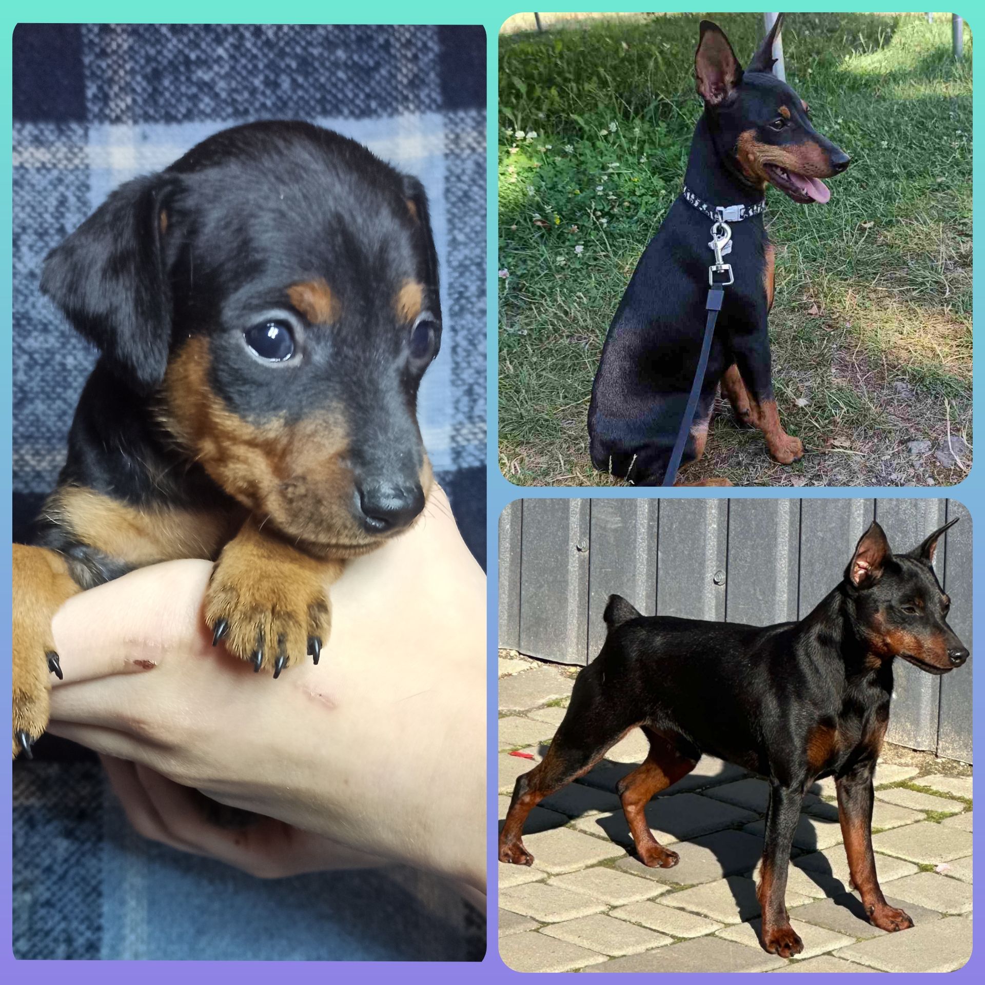 Цуценята цвергпінчера