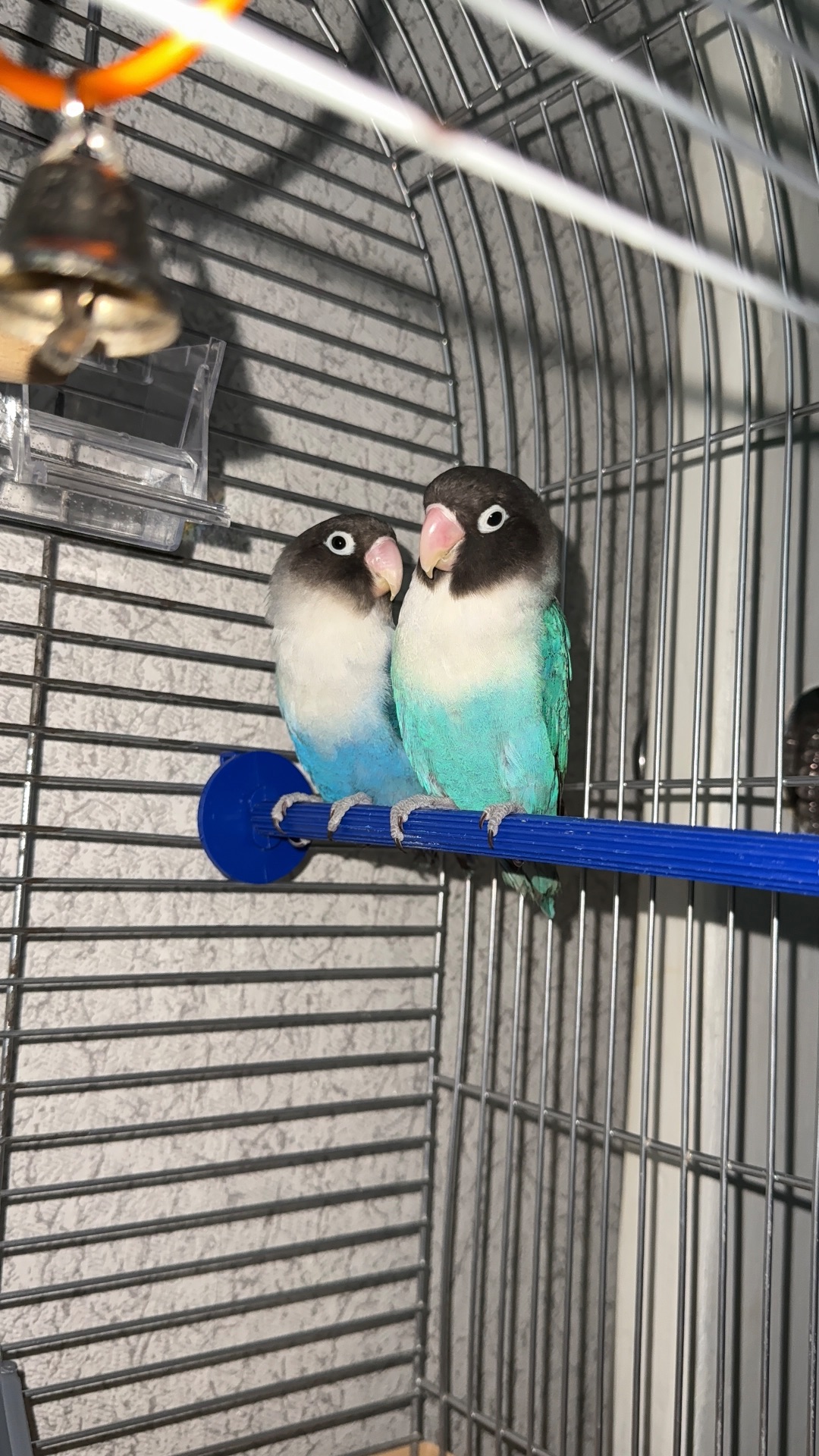 Нерозлучники