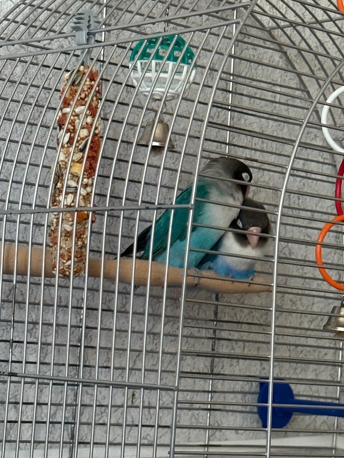 Нерозлучники