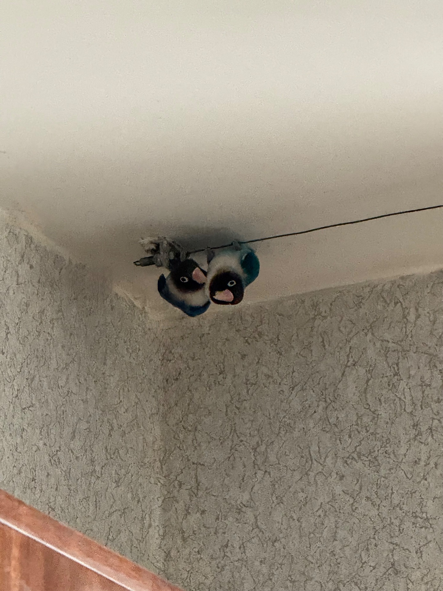 Нерозлучники