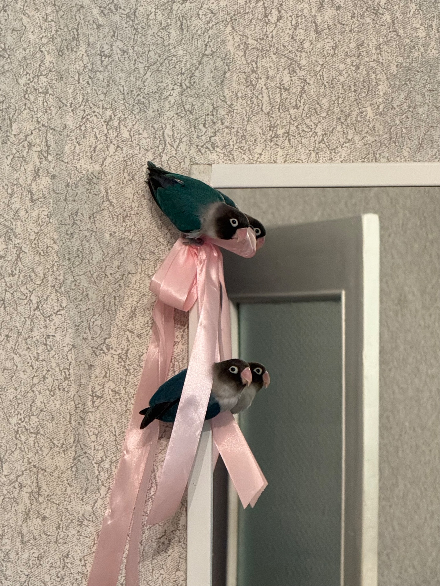 Нерозлучники