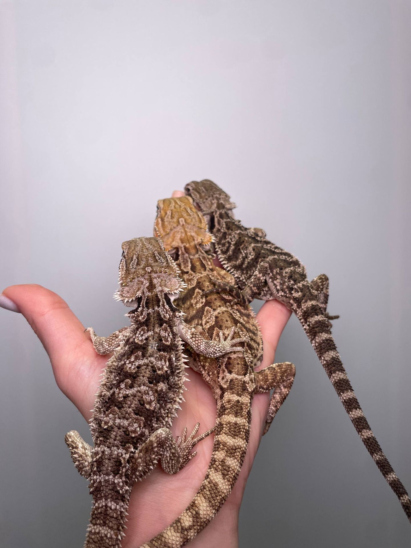 Бородата агама, мега ручні та спокійні ящірки, бородата ящірка, бартагама