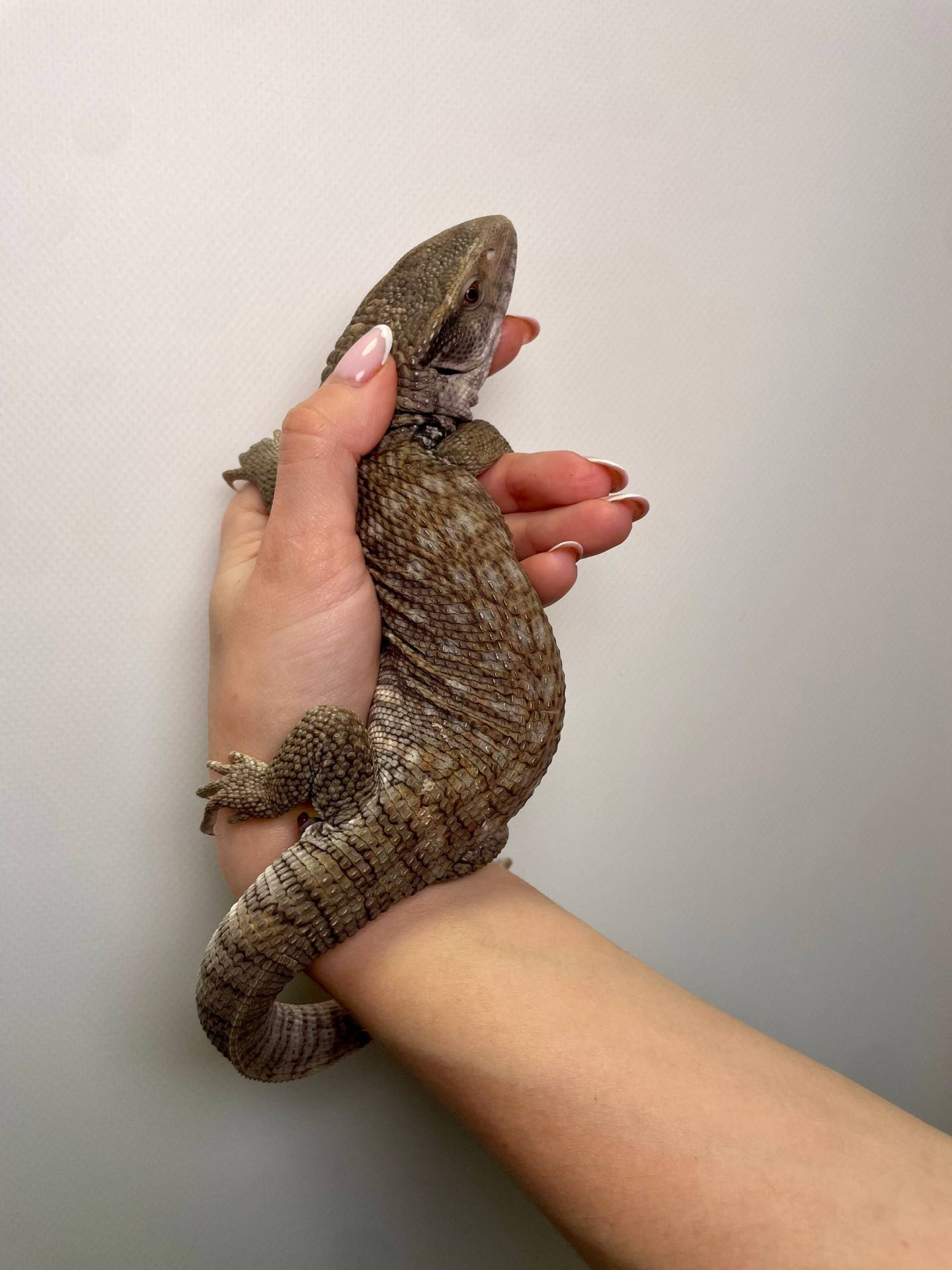 Капський варан, ящір варан, степовий варан, величний варан для дому