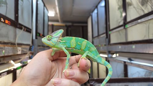 Йеменские хамелеоны