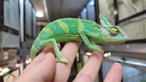 Йеменские хамелеоны