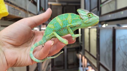 Йеменские хамелеоны