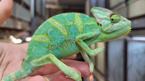 Йеменские хамелеоны