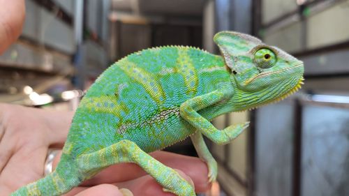 Йеменские хамелеоны